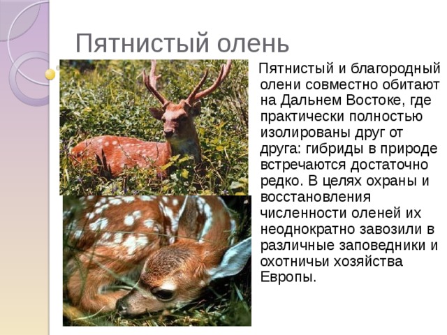 Пятнистый олень   Пятнистый и благородный олени совместно обитают на Дальнем Востоке, где практически полностью изолированы друг от друга: гибриды в природе встречаются достаточно редко. В целях охраны и восстановления численности оленей их неоднократно завозили в различные заповедники и охотничьи хозяйства Европы.  