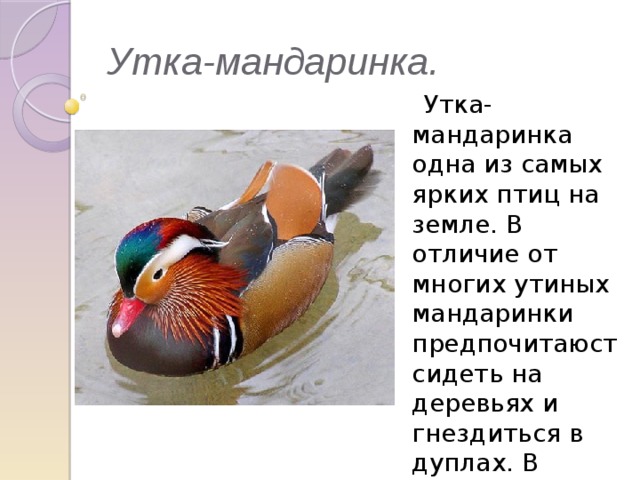 Утка-мандаринка.  Утка-мандаринка одна из самых ярких птиц на земле. В отличие от многих утиных мандаринки предпочитаюст сидеть на деревьях и гнездиться в дуплах. В природе живут на ДАЛЬНЕМ ВОСТОКЕ и в Японии. 