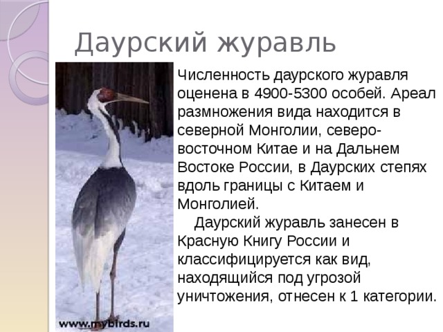 Даурский журавль Численность даурского журавля оценена в 4900-5300 особей. Ареал размножения вида находится в северной Монголии, северо-восточном Китае и на Дальнем Востоке России, в Даурских степях вдоль границы с Китаем и Монголией.      Даурский журавль занесен в Красную Книгу России и классифицируется как вид, находящийся под угрозой уничтожения, отнесен к 1 категории. 
