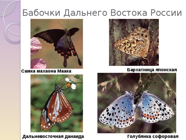 Бабочки Дальнего Востока России Бархатница японская Самка махаона Маака Дальневосточная данаида Голубянка софоровая 