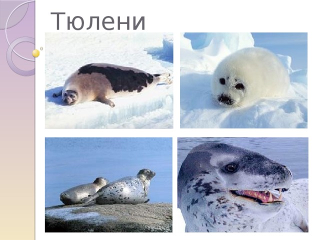 Тюлени 