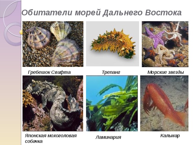Обитатели морей Дальнего Востока Гребешок Свифта Морские звезды Трепанг Японская мохоголовая собачка Кальмар Ламинария 