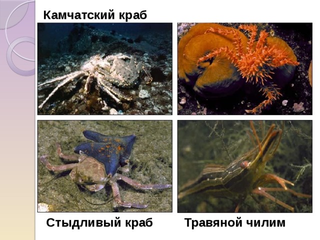 Камчатский краб Стыдливый краб Травяной чилим 