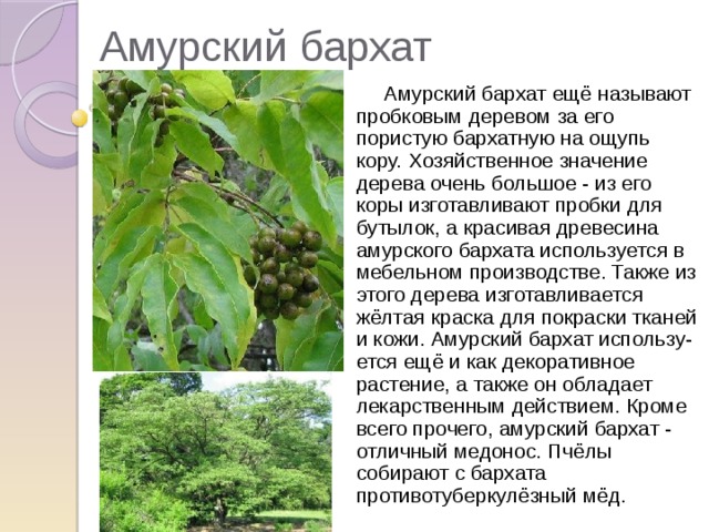 Амурский бархат  Амурский бархат ещё называют пробковым деревом за его пористую бархатную на ощупь кору.  Хозяйственное значение дерева очень большое - из его коры изготавливают пробки для бутылок, а красивая древесина амурского бархата используется в мебельном производстве. Также из этого дерева изготавливается жёлтая краска для покраски тканей и кожи. Амурский бархат использу-ется ещё и как декоративное растение, а также он обладает лекарственным действием. Кроме всего прочего, амурский бархат - отличный медонос. Пчёлы собирают с бархата противотуберкулёзный мёд.  