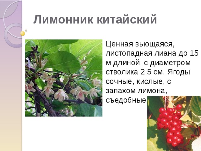 Лимонник китайский  Ценная вьющаяся, листопадная лиана до 15 м длиной, с диаметром стволика 2,5 см.  Ягоды сочные, кислые, с запахом лимона, съедобные  