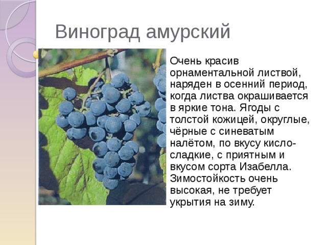 Виноград амурский Очень красив орнаментальной листвой, наряден в осенний период, когда листва окрашивается в яркие тона. Ягоды с толстой кожицей, округлые, чёрные с синеватым налётом, по вкусу кисло-сладкие, с приятным и вкусом сорта Изабелла. Зимостойкость очень высокая, не требует укрытия на зиму. 