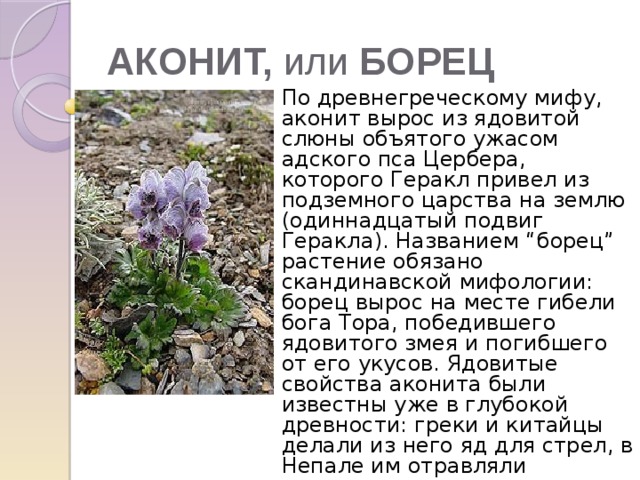 АКОНИТ, или БОРЕЦ  По древнегреческому мифу, аконит вырос из ядовитой слюны объятого ужасом адского пса Цербера, которого Геракл привел из подземного царства на землю (одиннадцатый подвиг Геракла). Названием “борец” растение обязано скандинавской мифологии: борец вырос на месте гибели бога Тора, победившего ядовитого змея и погибшего от его укусов. Ядовитые свойства аконита были известны уже в глубокой древности: греки и китайцы делали из него яд для стрел, в Непале им отравляли приманку для крупных хищников и питьевую воду при нападении врага.  Все растение — от корней до пыльцы — чрезвычайно ядовито, ядовит даже запах.                                                                