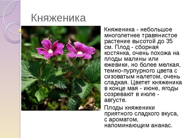 Княженика Княженика - небольшое многолетнее травянистое растение высотой до 35 см. Плод - сборная костянка, очень похожа на плоды малины или ежевики, но более мелкая, темно-пурпурного цвета с сизоватым налетом, очень сладкая. Цветет княженика в конце мая - июне, ягоды созревают в июле - августе.  Плоды княженики приятного сладкого вкуса, с ароматом, напоминающим ананас.  