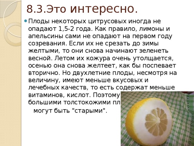  8.3.Это интересно. Плоды некоторых цитрусовых иногда не опадают 1,5-2 года. Как правило, лимоны и апельсины сами не опадают на первом году созревания. Если их не срезать до зимы желтыми, то они снова начинают зеленеть весной. Летом их кожура очень утолщается, осенью она снова желтеет, как бы поспевает вторично. Но двухлетние плоды, несмотря на величину, имеют меньше вкусовых и лечебных качеств, то есть содержат меньше витаминов, кислот. Поэтому не гонитесь за большими толстокожими плодами, они  могут быть 