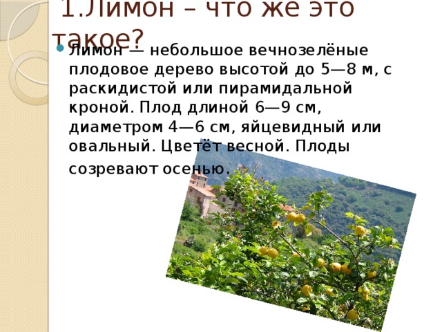  1.Лимон – что же это такое? Лимон — небольшое вечнозелёные плодовое дерево высотой до 5—8 м, с раскидистой или пирамидальной кроной. Плод длиной 6—9 см, диаметром 4—6 см, яйцевидный или овальный. Цветёт весной. Плоды созревают осенью . 