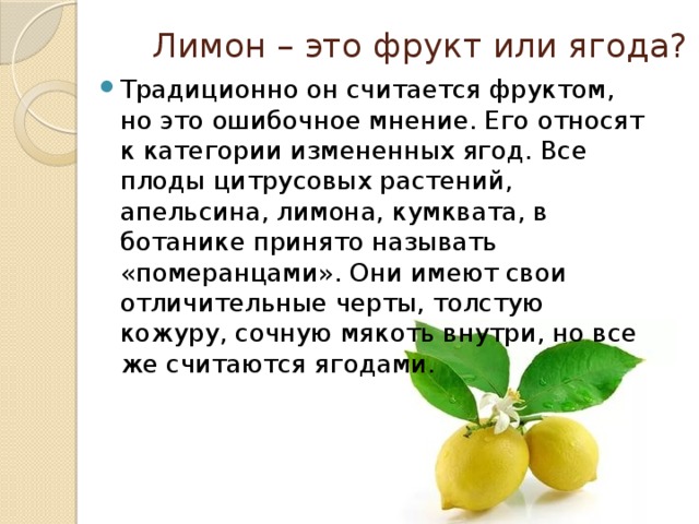 Лимон – это фрукт или ягода? Традиционно он считается фруктом, но это ошибочное мнение. Его относят к категории измененных ягод. Все плоды цитрусовых растений, апельсина, лимона, кумквата, в ботанике принято называть «померанцами». Они имеют свои отличительные черты, толстую кожуру, сочную мякоть внутри, но все же считаются ягодами. 