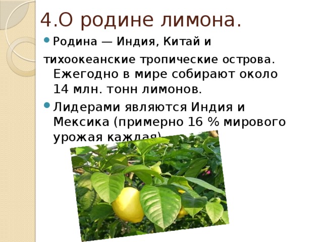4.О родине лимона. Родина — Индия, Китай и тихоокеанские тропические острова. Ежегодно в мире собирают около 14 млн. тонн лимонов. Лидерами являются Индия и Мексика (примерно 16 % мирового урожая каждая). 