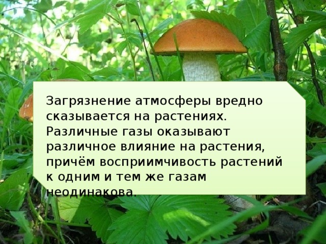 Загрязнение атмосферы вредно сказывается на растениях. Различные газы оказывают различное влияние на растения, причём восприимчивость растений к одним и тем же газам неодинакова. 
