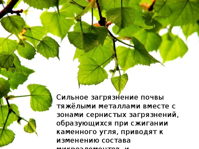 Сильное загрязнение почвы тяжёлыми металлами вместе с зонами сернистых загрязнений, образующихся при сжигании каменного угля, приводят к изменению состава микроэлементов и возникновению техногенных пустынь. 