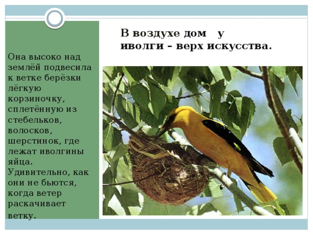 Она высоко над землёй подвесила к ветке берёзки лёгкую корзиночку, сплетённую из стебельков, волосков, шерстинок, где лежат иволгины яйца. Удивительно, как они не бьются, когда ветер раскачивает  ветку . В воздухе дом у иволги – верх искусства.   