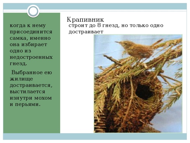 Крапивник   строит до 8 гнезд, но только одно достраивает когда к нему присоединится самка, именно она избирает одно из недостроенных гнезд.  Выбранное ею жилище достраивается, выстилается изнутри мохом и перьями. 