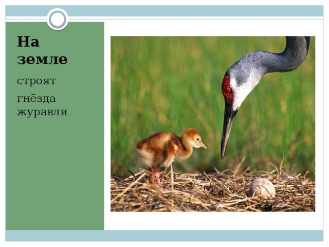 На земле строят гнёзда журавли 
