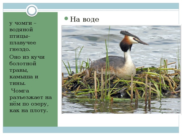 На воде у чомги –водяной птицы– плавучее гнездо. Оно из кучи болотной травы, камыша и тины.  Чомга разъезжает на нём по озеру, как на плоту. 
