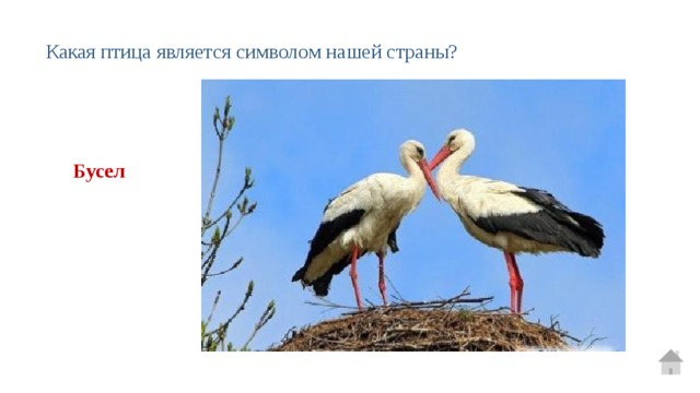 Какая птица является символом нашей страны?  Бусел 