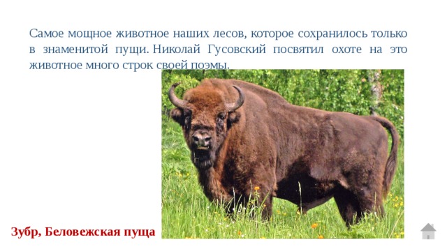 Самое мощное животное наших лесов, которое сохранилось только в знаменитой пущи. Николай Гусовский посвятил охоте на это животное много строк своей поэмы. Зубр, Беловежская пуща 