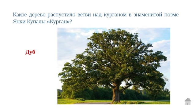 Какое дерево распустило ветви над курганом в знаменитой поэме Янки Купалы «Курган»?  Дуб 