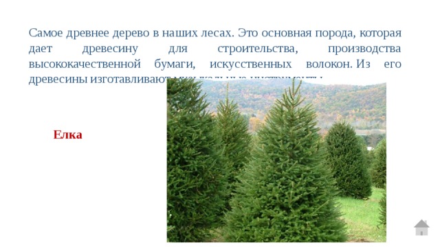 Самое древнее дерево в наших лесах. Это основная порода, которая дает древесину для строительства, производства высококачественной бумаги, искусственных волокон. Из его древесины изготавливают музыкальные инструменты. Елка 