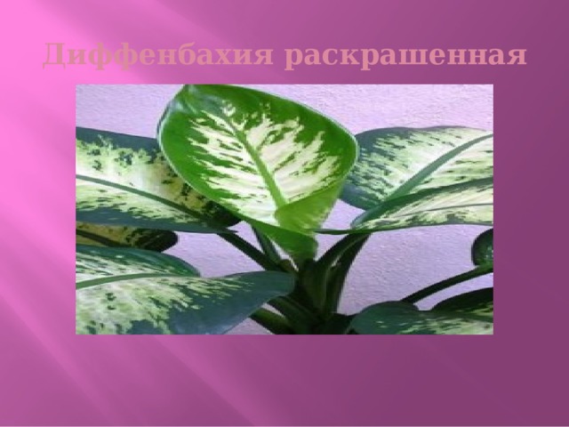 Диффенбахия раскрашенная 