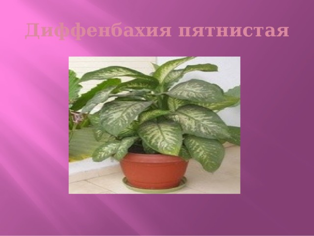 Диффенбахия пятнистая 