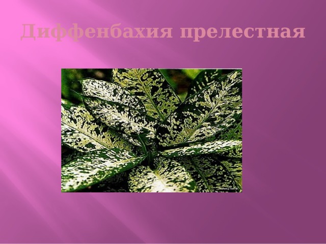 Диффенбахия прелестная 