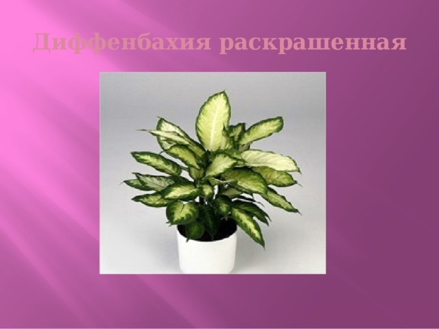 Диффенбахия раскрашенная 