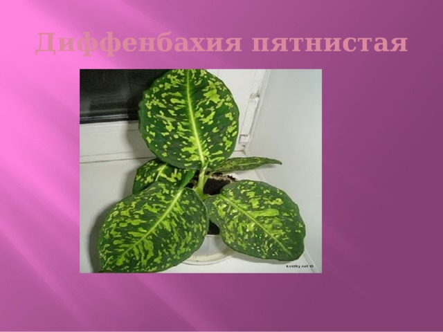 Диффенбахия пятнистая 