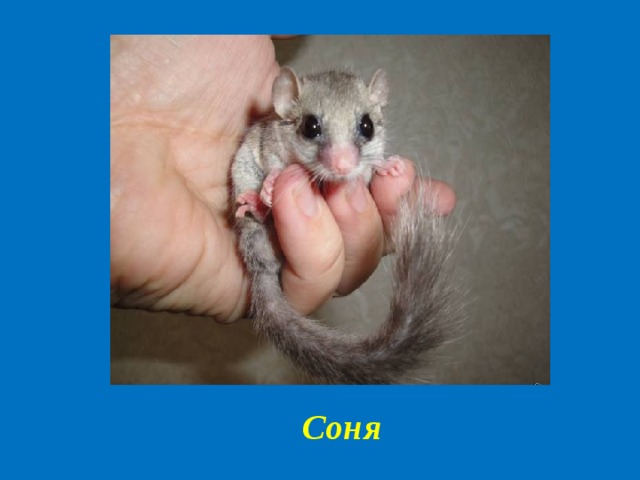 Соня 