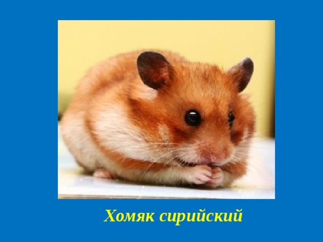 Хомяк сирийский 
