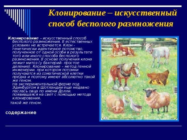 Клонирование – искусственный способ бесполого размножения  Клонирование – искусственный способ бесполого размножения. В естественных условиях не встречается. Клон - генетически идентичное потомство, полученное от одной особи в результате того или иного способа бесполого размножения. В основе получения клона лежит митоз (у бактерий- простое деление). Клонирование – метод генной инженерии, при котором потомки получаются из соматической клетки предка и поэтому имеют абсолютно такой же геном.  На экспериментальной ферме под Эдинбургом в Шотландии еще недавно паслась овца по имени Долли, появившаяся на свет с помощью метода клонирования.  такой же геном.   содержание 