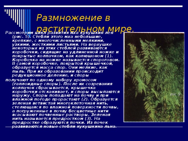 Размножение в растительном мире. Рассмотрим цикл развития мха кукушкин лен (рис. 5). Стебли этого мха небольшие, крепкие, с многочисленными мелкими, узкими, жесткими листьями. На верхушке некоторых из этих стеблей развиваются коробочки, сидящие на удлиненной ножке и покрытые колпачком, как капюшоном (1). Коробочка на ножке называется спорогоном. В самой коробочке, покрытой крышечкой, образуется масса спор. Они мелкие, как пыль. При их образовании происходит редукционное деление, и споры получают по одному набору хромосом (гаплоидные споры). После их созревания колпачок сбрасывается, крышечка коробочки отскакивает, и споры высыпаются наружу. Споры попадают на почву и при влажной погоде прорастают (2). Образуется зеленая ветвистая многоклеточная нить, стелющаяся по влажной поверхности почвы, а погруженные в почву бесцветные нити всасывают почвенные растворы. Зеленая нить называется предростком (3). На предростке образуются почки. Из почек развиваются новые стебли кукушкина льна.  (рис. 5). 