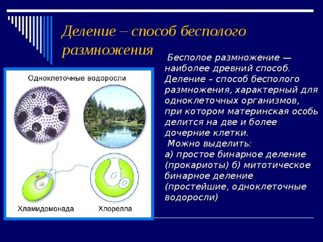 Деление – способ бесполого размножения  Бесполое размножение — наиболее древний способ.  Деление – способ бесполого размножения, характерный для одноклеточных организмов, при котором материнская особь делится на две и более дочерние клетки.  Можно выделить: а) простое бинарное деление (прокариоты) б) митотическое бинарное деление (простейшие, одноклеточные водоросли) в)множественное деление , или шизогонию (малярийный плазмодий, трипаносомы ) 