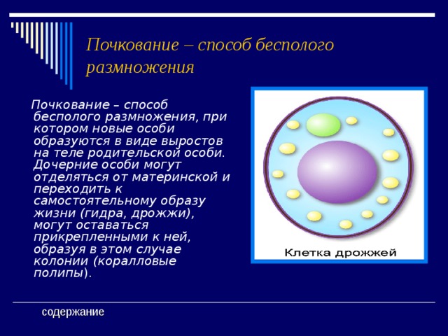 Почкование – способ бесполого размножения  Почкование – способ бесполого размножения, при котором новые особи образуются в виде выростов на теле родительской особи. Дочерние особи могут отделяться от материнской и переходить к самостоятельному образу жизни (гидра, дрожжи), могут оставаться прикрепленными к ней, образуя в этом случае колонии (коралловые полипы ). содержание 
