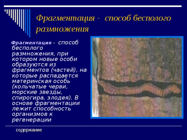 Фрагментация - способ бесполого размножения   Фрагментация - способ бесполого размножения, при котором новые особи образуются из фрагментов (частей), на которые распадается материнская особь (кольчатые черви, морские звезды, спирогира, элодея). В основе фрагментации лежит способность организмов к регенерации содержание 