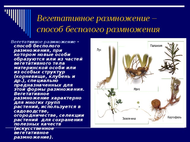 Вегетативное размножение – способ бесполого размножения  Вегетативное размножение – способ бесполого размножения, при котором новые особи образуются или из частей вегетативного тела материнской особи или из особых структур (корневище, клубень и др.), специально предназначенных для этой формы размножения. Вегетативное размножение характерно для многих групп растений, используется в садоводстве, огородничестве, селекции растений для сохранения полезных качеств (искусственное вегетативное размножение).  