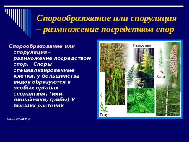 Спорообразование или споруляция – размножение посредством спор  Спорообразование или споруляция – размножение посредством спор.  Споры – специализированные клетки, у большинства видов образуются в особых органах спорангиях. (мхи, лишайники, грибы) У высших растений  содержание 