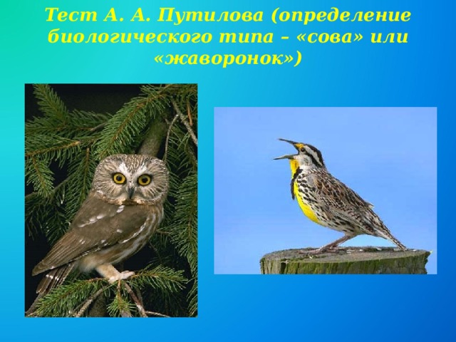 Тест А. А. Путилова (определение биологического типа – «сова» или «жаворонок») 