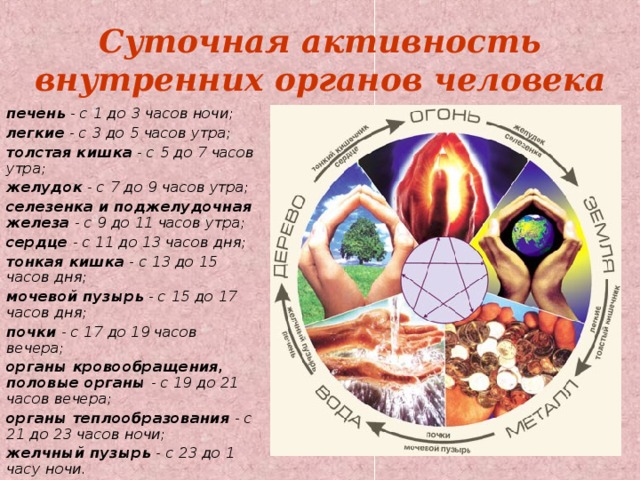 Суточная активность внутренних органов человека печень - с 1 до 3 часов ночи; легкие - с 3 до 5 часов утра; толстая кишка - с 5 до 7 часов утра; желудок - с 7 до 9 часов утра; селезенка и поджелудочная железа - с 9 до 11 часов утра; сердце - с 11 до 13 часов дня; тонкая кишка - с 13 до 15 часов дня; мочевой пузырь - с 15 до 17 часов дня; почки - с 17 до 19 часов вечера; органы кровообращения, половые органы - с 19 до 21 часов вечера; органы теплообразования - с 21 до 23 часов ночи; желчный пузырь - с 23 до 1 часу ночи.  