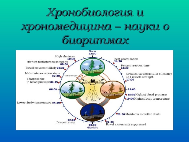 Хронобиология и хрономедицина – науки о биоритмах МОУ 