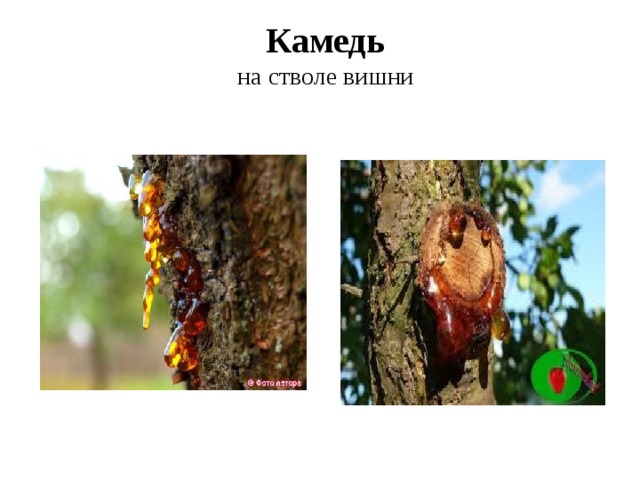 Камедь  на стволе вишни 