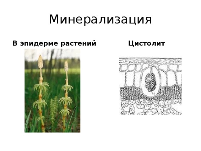 Минерализация В эпидерме растений Цистолит 