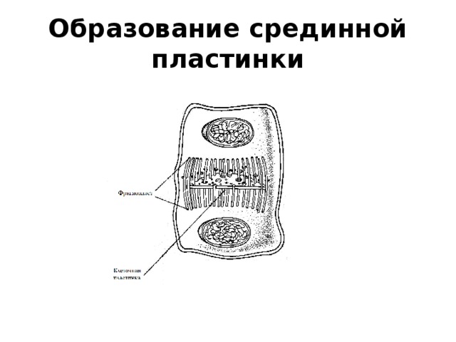 Образование срединной пластинки 