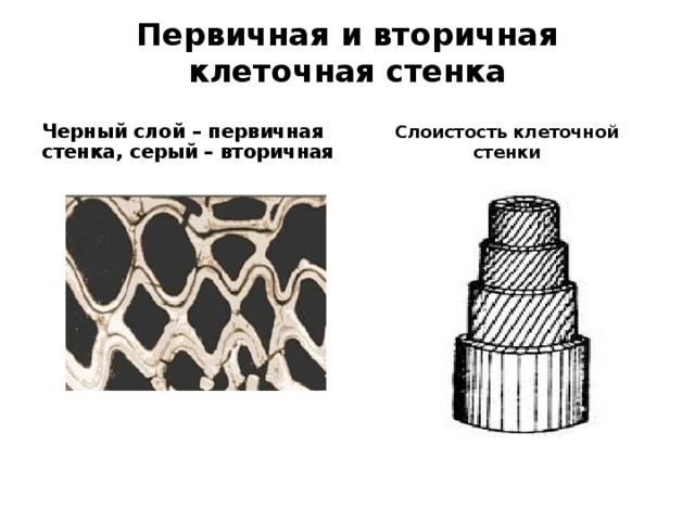 Связь между клетками Плазмодесмы Первичные поровые поля 