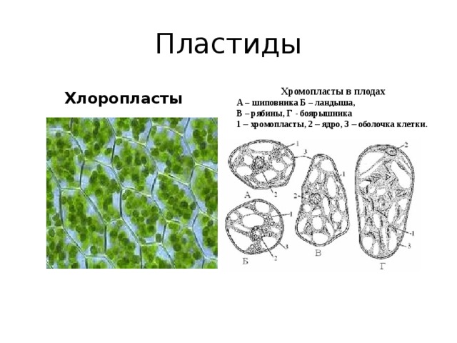 Поры II – окаймленная пора: 1 – отверстие поры; 2 – торус; 3 – мембрана I – простая пора: 1 – поровый канал; 2 – поровая мембрана  