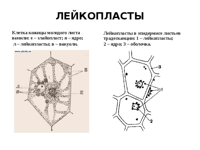 Пластиды Хлоропласты Хромопласты в плодах А – шиповника  Б – ландыша,  В – рябины,  Г - боярышника  1 – хромопласты, 2 – ядро, 3 – оболочка клетки.  