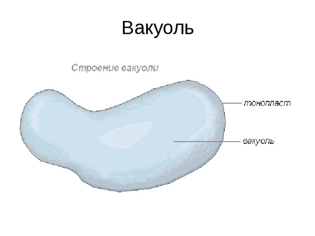 ЛЕЙКОПЛАСТЫ Клетка кожицы молодого листа ванили: e – элайопласт; я – ядро;  л – лейкопласты; в – вакуоли. Лейкопласты в эпидермисе листьев традесканции: 1 – лейкопласты; 2 – ядро; 3 – оболочка. 